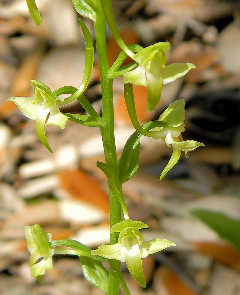 Orchidea verdastra